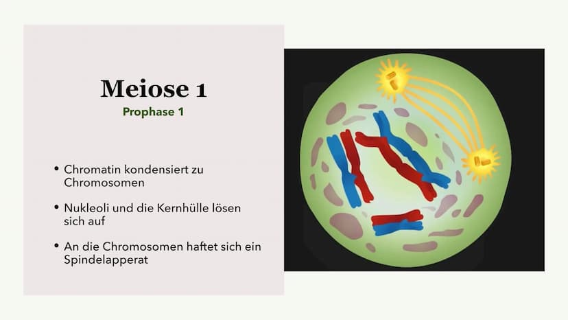 Die Meiose und die
Mitose
Sabine Paetsch Meiose
Allgemein
• Zellteilung ist bei der Meiose in zwei unterschiedliche Prozesse aufgeteilt
●
• 