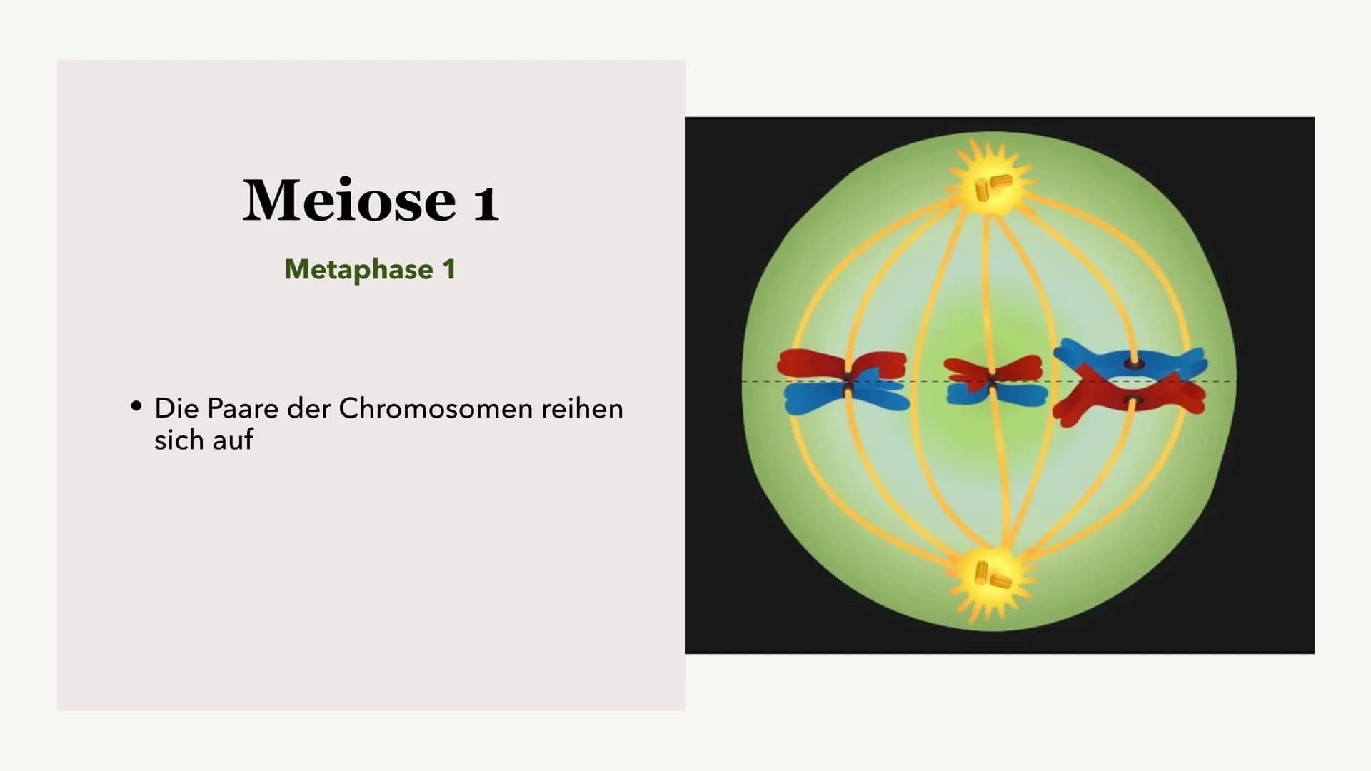 Die Meiose und die
Mitose
Sabine Paetsch Meiose
Allgemein
• Zellteilung ist bei der Meiose in zwei unterschiedliche Prozesse aufgeteilt
●
• 
