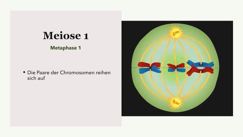 Die Meiose und die
Mitose
Sabine Paetsch Meiose
Allgemein
• Zellteilung ist bei der Meiose in zwei unterschiedliche Prozesse aufgeteilt
●
• 