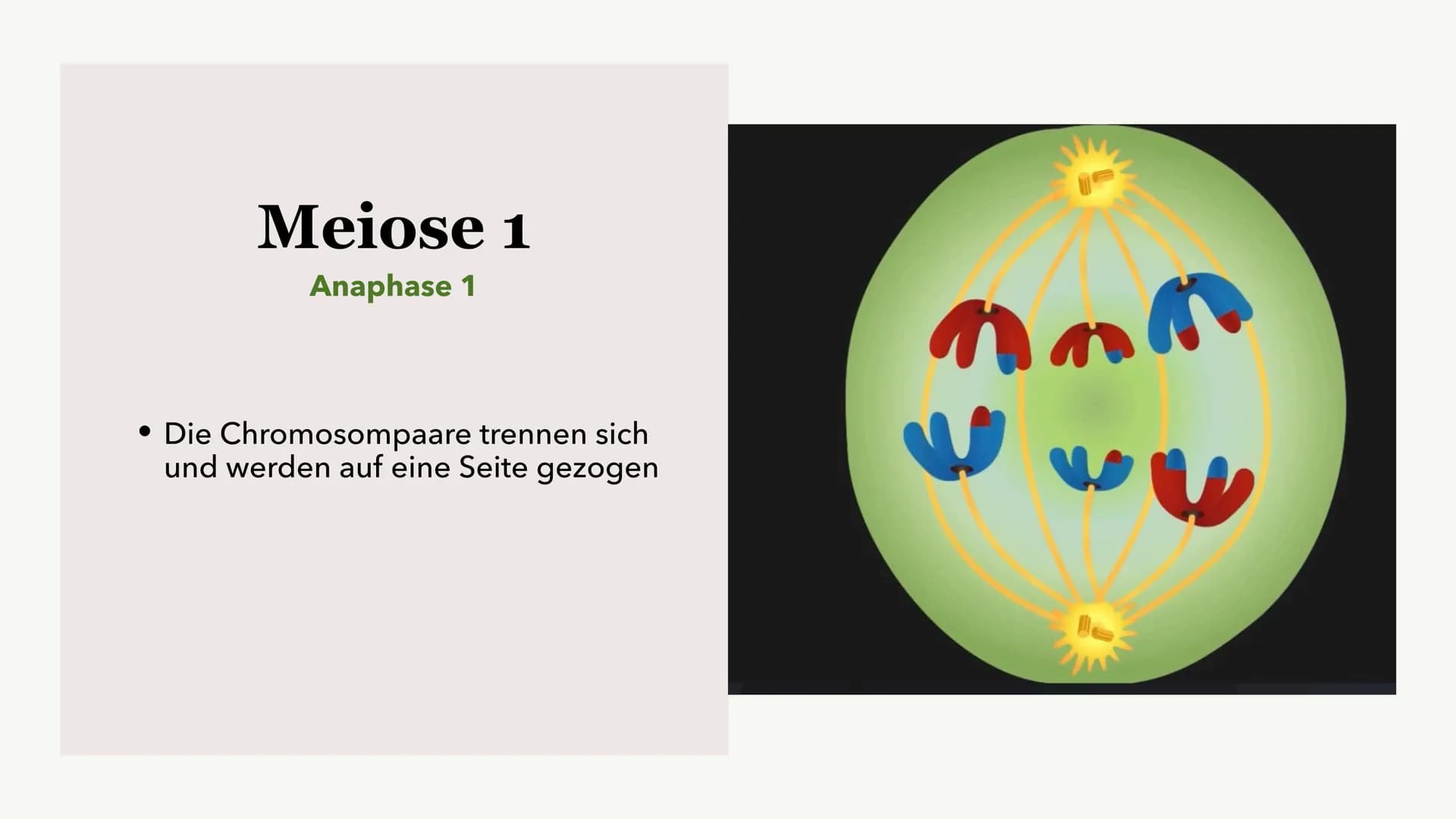 Die Meiose und die
Mitose
Sabine Paetsch Meiose
Allgemein
• Zellteilung ist bei der Meiose in zwei unterschiedliche Prozesse aufgeteilt
●
• 