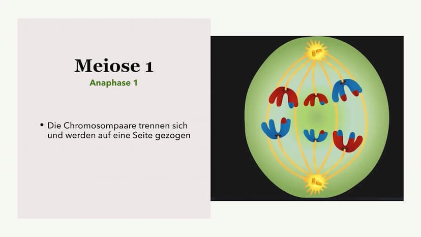 Die Meiose und die
Mitose
Sabine Paetsch Meiose
Allgemein
• Zellteilung ist bei der Meiose in zwei unterschiedliche Prozesse aufgeteilt
●
• 
