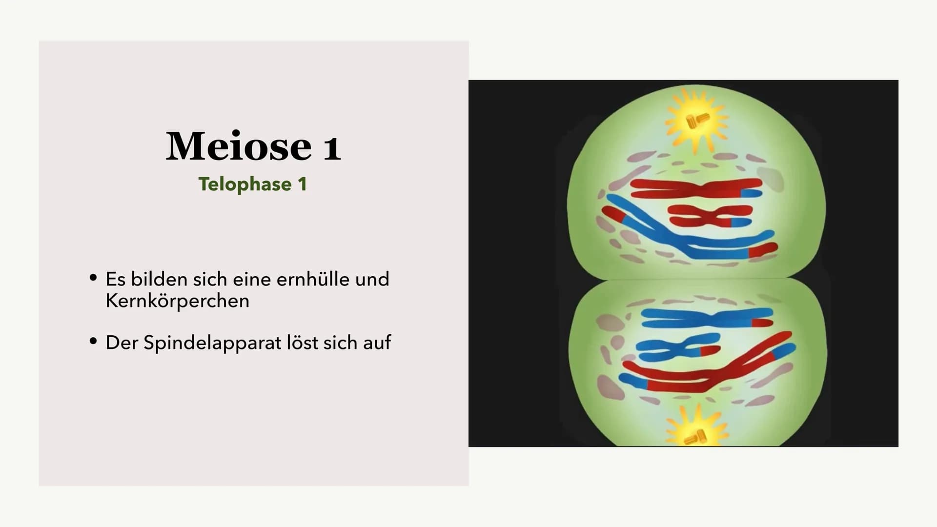 Die Meiose und die
Mitose
Sabine Paetsch Meiose
Allgemein
• Zellteilung ist bei der Meiose in zwei unterschiedliche Prozesse aufgeteilt
●
• 