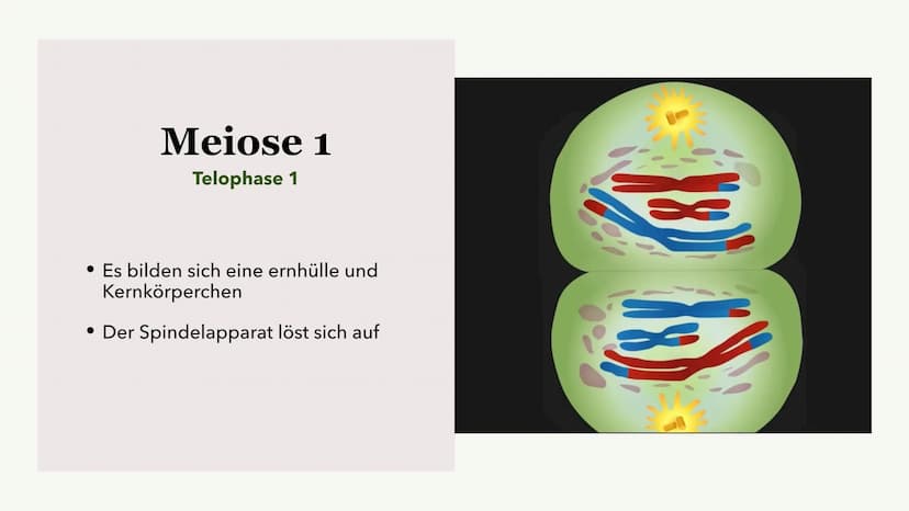 Die Meiose und die
Mitose
Sabine Paetsch Meiose
Allgemein
• Zellteilung ist bei der Meiose in zwei unterschiedliche Prozesse aufgeteilt
●
• 