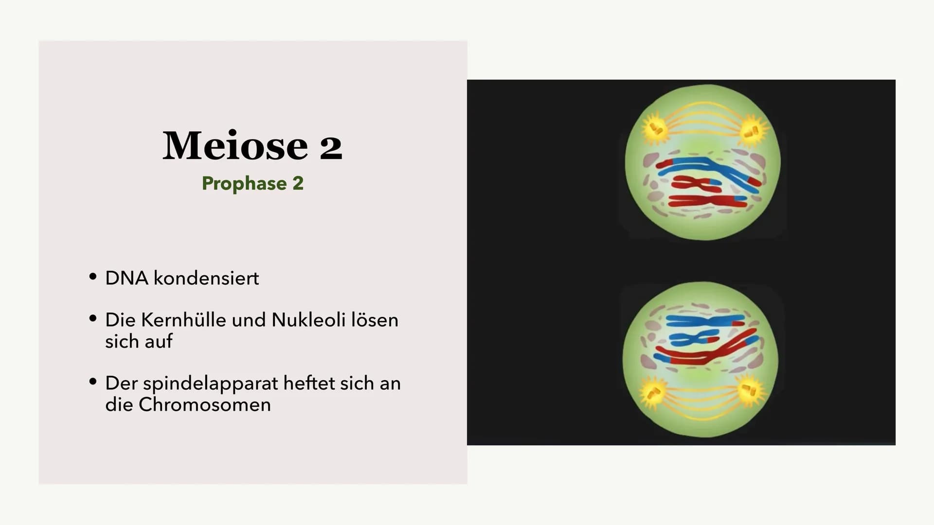 Die Meiose und die
Mitose
Sabine Paetsch Meiose
Allgemein
• Zellteilung ist bei der Meiose in zwei unterschiedliche Prozesse aufgeteilt
●
• 