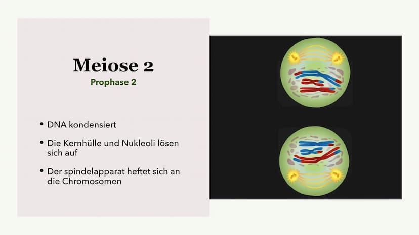 Die Meiose und die
Mitose
Sabine Paetsch Meiose
Allgemein
• Zellteilung ist bei der Meiose in zwei unterschiedliche Prozesse aufgeteilt
●
• 