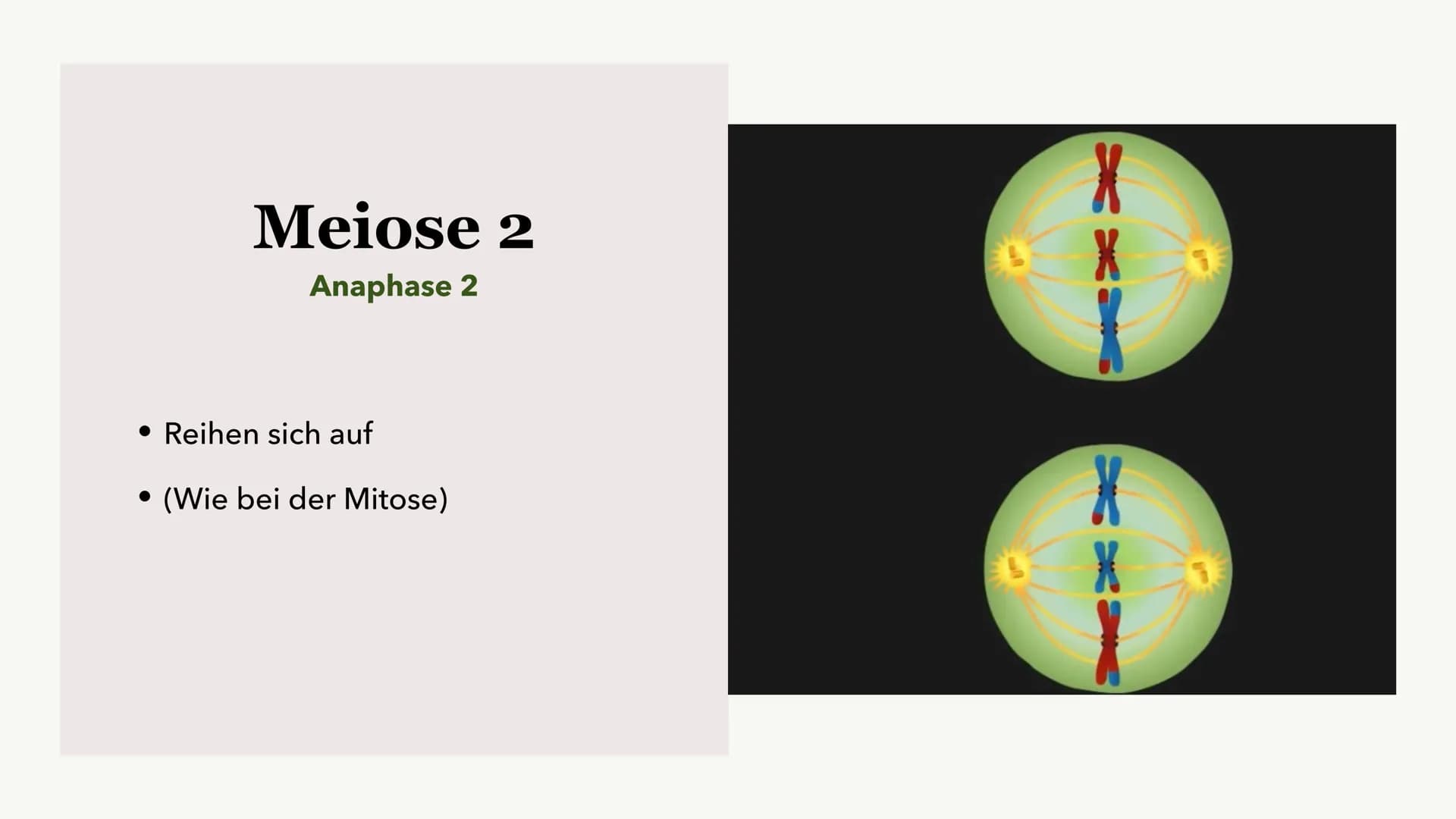 Die Meiose und die
Mitose
Sabine Paetsch Meiose
Allgemein
• Zellteilung ist bei der Meiose in zwei unterschiedliche Prozesse aufgeteilt
●
• 