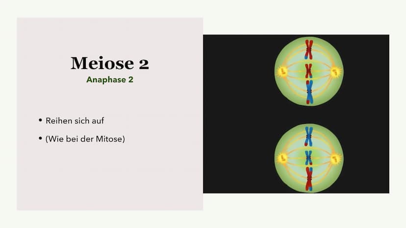 Die Meiose und die
Mitose
Sabine Paetsch Meiose
Allgemein
• Zellteilung ist bei der Meiose in zwei unterschiedliche Prozesse aufgeteilt
●
• 