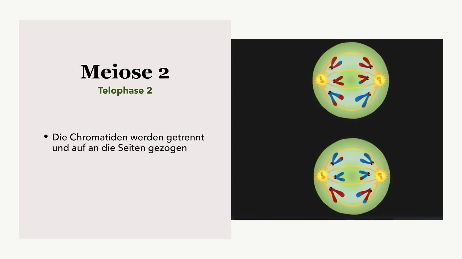 Die Meiose und die
Mitose
Sabine Paetsch Meiose
Allgemein
• Zellteilung ist bei der Meiose in zwei unterschiedliche Prozesse aufgeteilt
●
• 