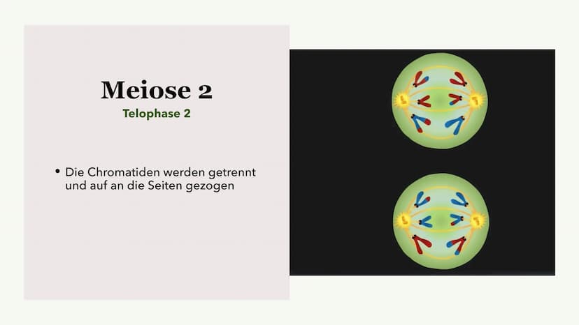 Die Meiose und die
Mitose
Sabine Paetsch Meiose
Allgemein
• Zellteilung ist bei der Meiose in zwei unterschiedliche Prozesse aufgeteilt
●
• 