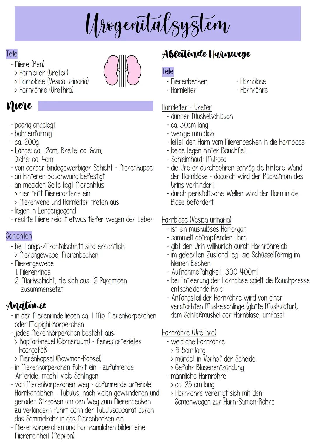 elle
Urogenital system
CHO
niere (Ren)
> Harnleiter (Ureter)
> Harnblase (Vesica urinaria)
> Harnröhre (Urethra)
niere
paarig angelegt
- boh