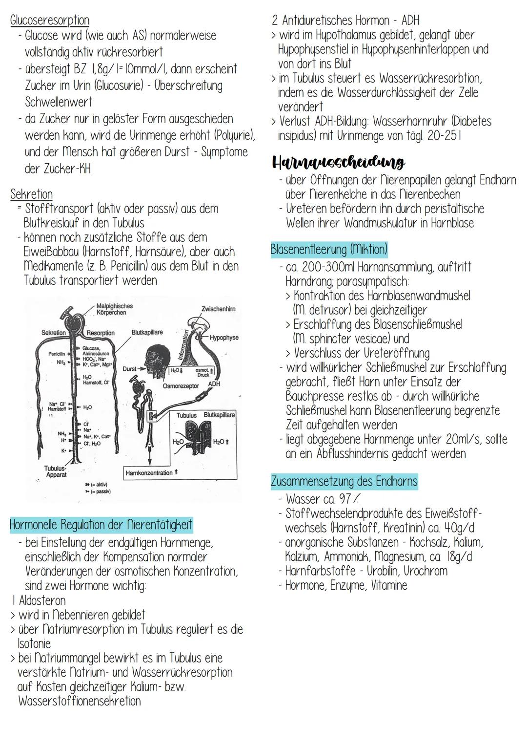 elle
Urogenital system
CHO
niere (Ren)
> Harnleiter (Ureter)
> Harnblase (Vesica urinaria)
> Harnröhre (Urethra)
niere
paarig angelegt
- boh