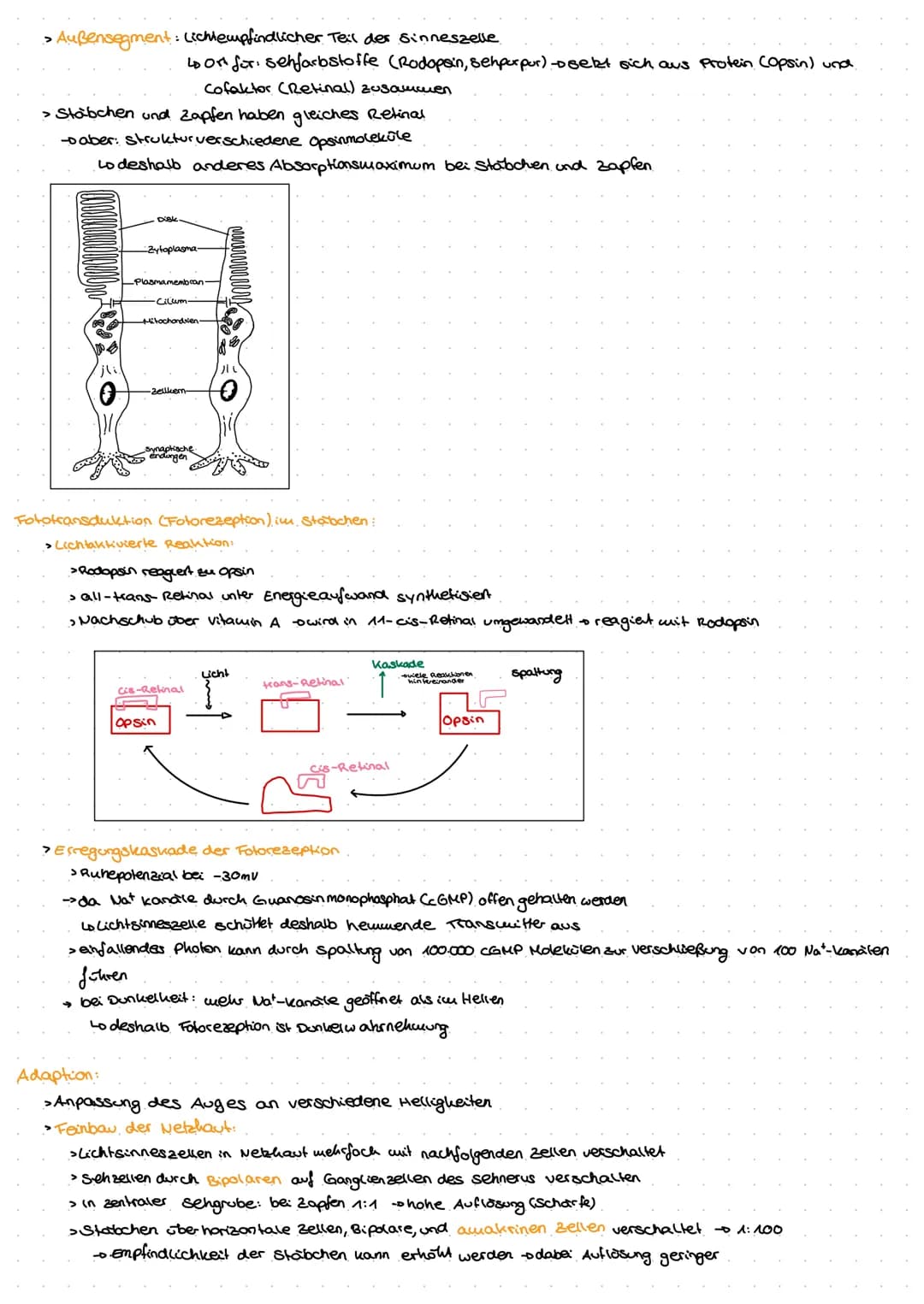 Neuro
GE
ne Exkurs: Nervensystem.
peripheres Nervensystem
Lo sensorische Nerven (affarent)
to motorische Nerven (efferent)
somatisches.
Nerv