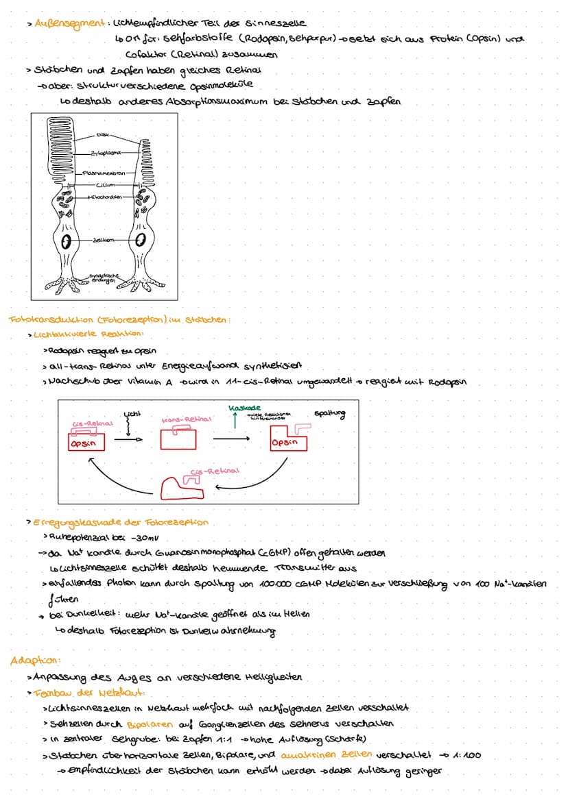 Neuro
GE
ne Exkurs: Nervensystem.
peripheres Nervensystem
Lo sensorische Nerven (affarent)
to motorische Nerven (efferent)
somatisches.
Nerv