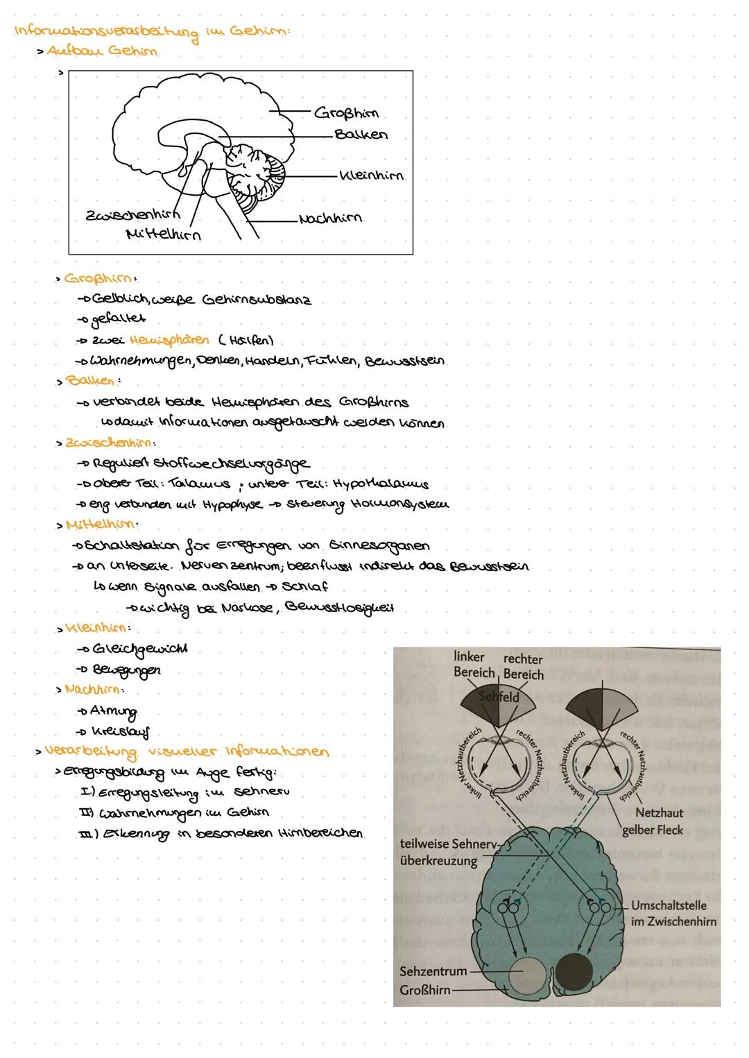 Neuro
GE
ne Exkurs: Nervensystem.
peripheres Nervensystem
Lo sensorische Nerven (affarent)
to motorische Nerven (efferent)
somatisches.
Nerv