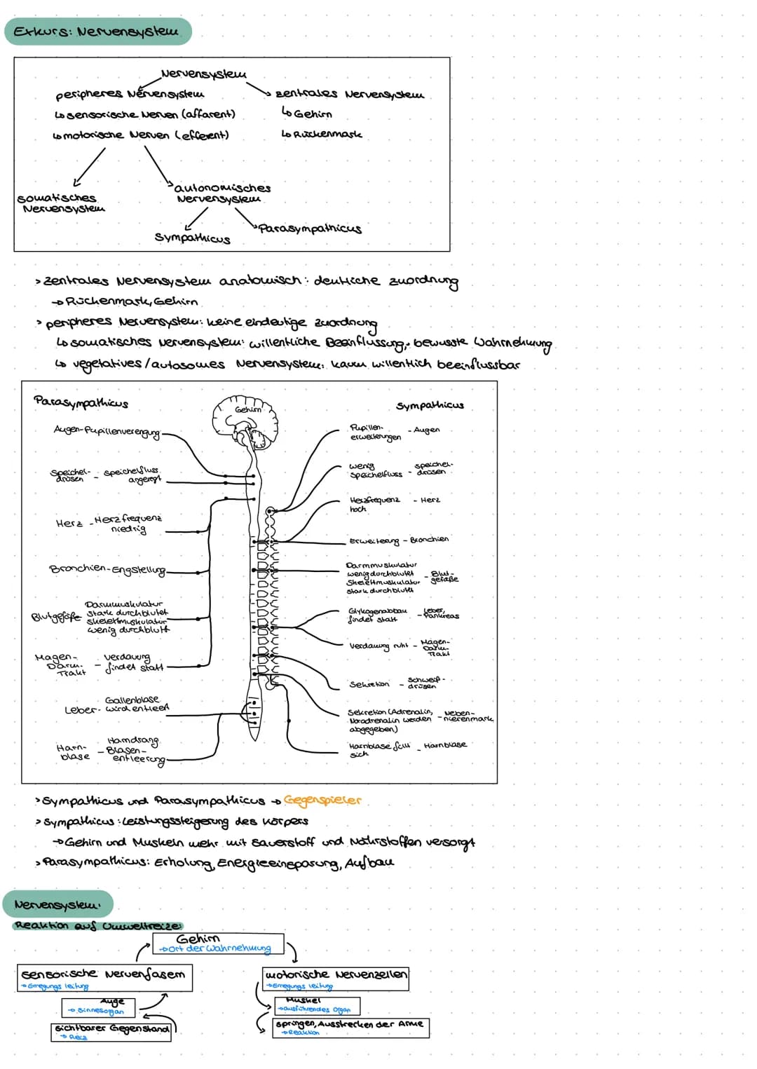 Neuro
GE
ne Exkurs: Nervensystem.
peripheres Nervensystem
Lo sensorische Nerven (affarent)
to motorische Nerven (efferent)
somatisches.
Nerv