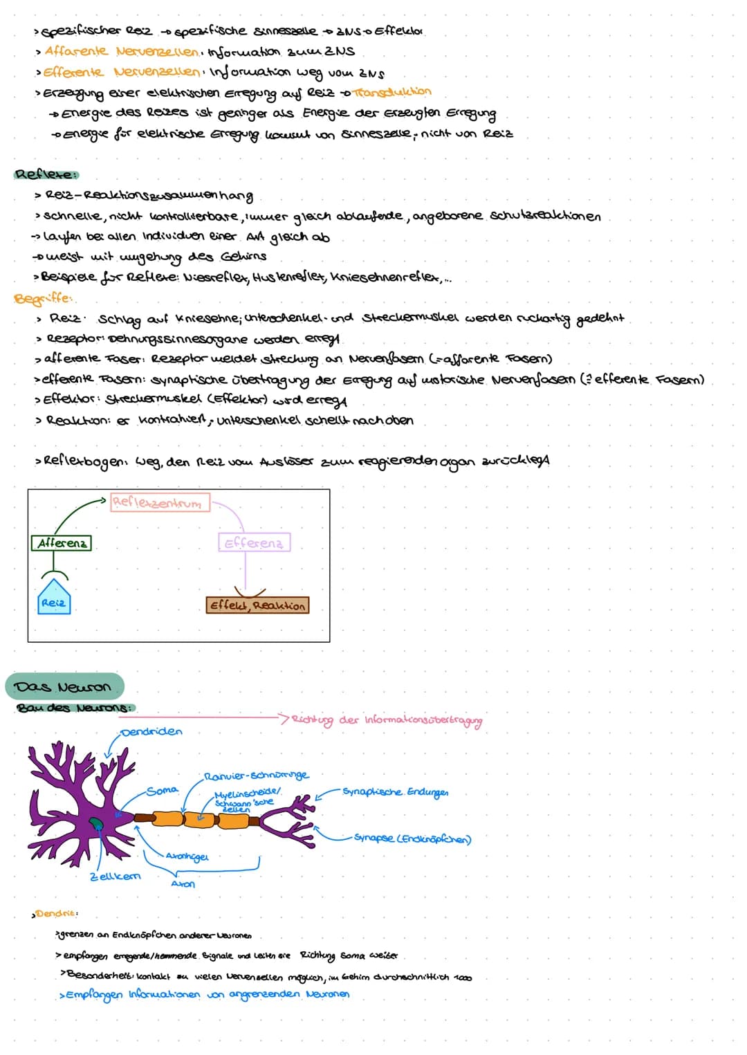 Neuro
GE
ne Exkurs: Nervensystem.
peripheres Nervensystem
Lo sensorische Nerven (affarent)
to motorische Nerven (efferent)
somatisches.
Nerv