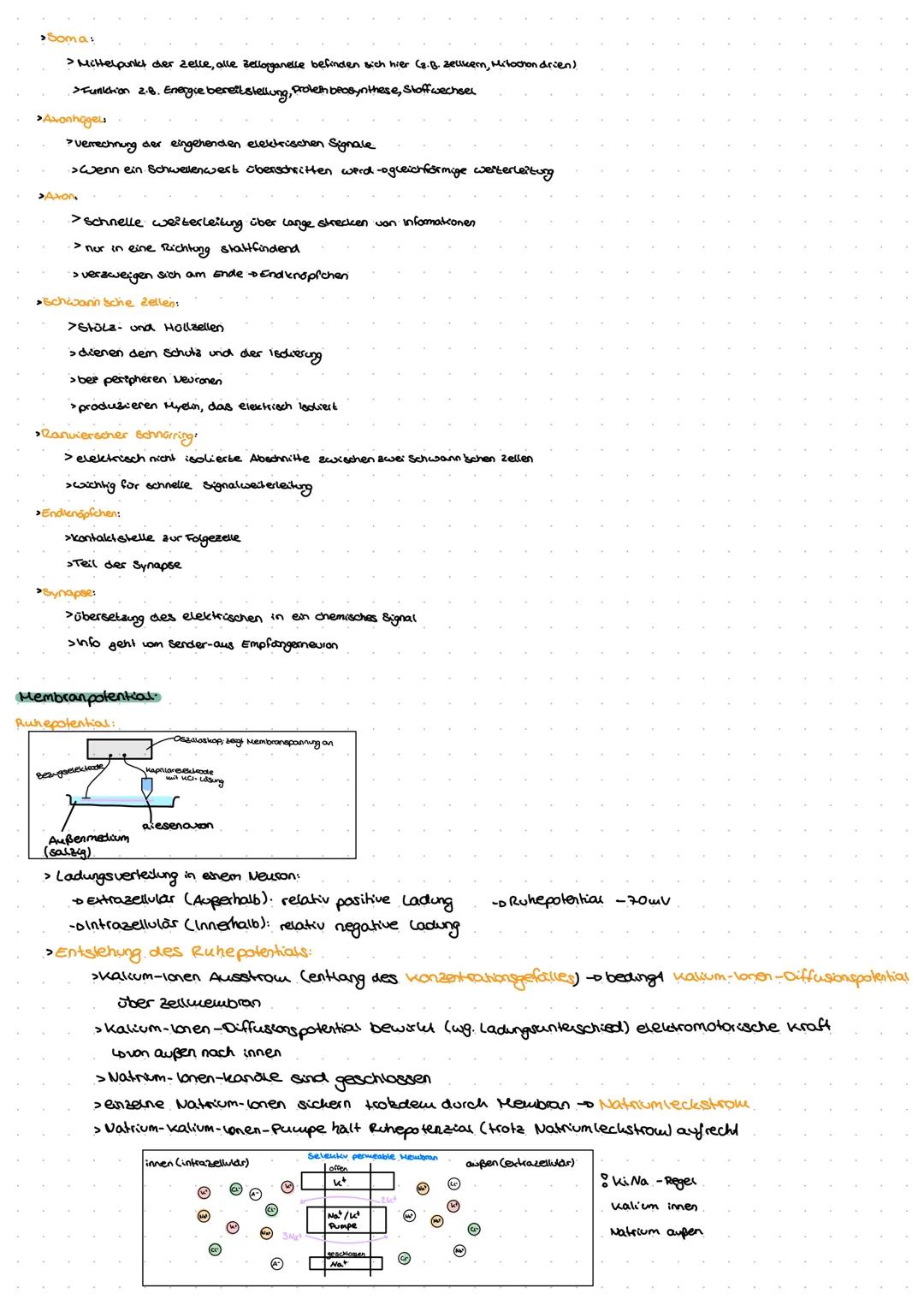 Neuro
GE
ne Exkurs: Nervensystem.
peripheres Nervensystem
Lo sensorische Nerven (affarent)
to motorische Nerven (efferent)
somatisches.
Nerv