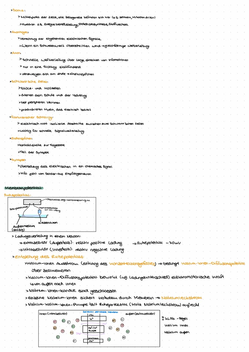 Neuro
GE
ne Exkurs: Nervensystem.
peripheres Nervensystem
Lo sensorische Nerven (affarent)
to motorische Nerven (efferent)
somatisches.
Nerv