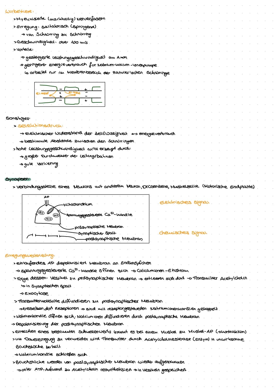 Neuro
GE
ne Exkurs: Nervensystem.
peripheres Nervensystem
Lo sensorische Nerven (affarent)
to motorische Nerven (efferent)
somatisches.
Nerv