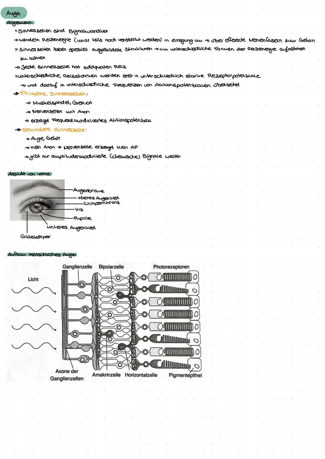 Neuro
GE
ne Exkurs: Nervensystem.
peripheres Nervensystem
Lo sensorische Nerven (affarent)
to motorische Nerven (efferent)
somatisches.
Nerv