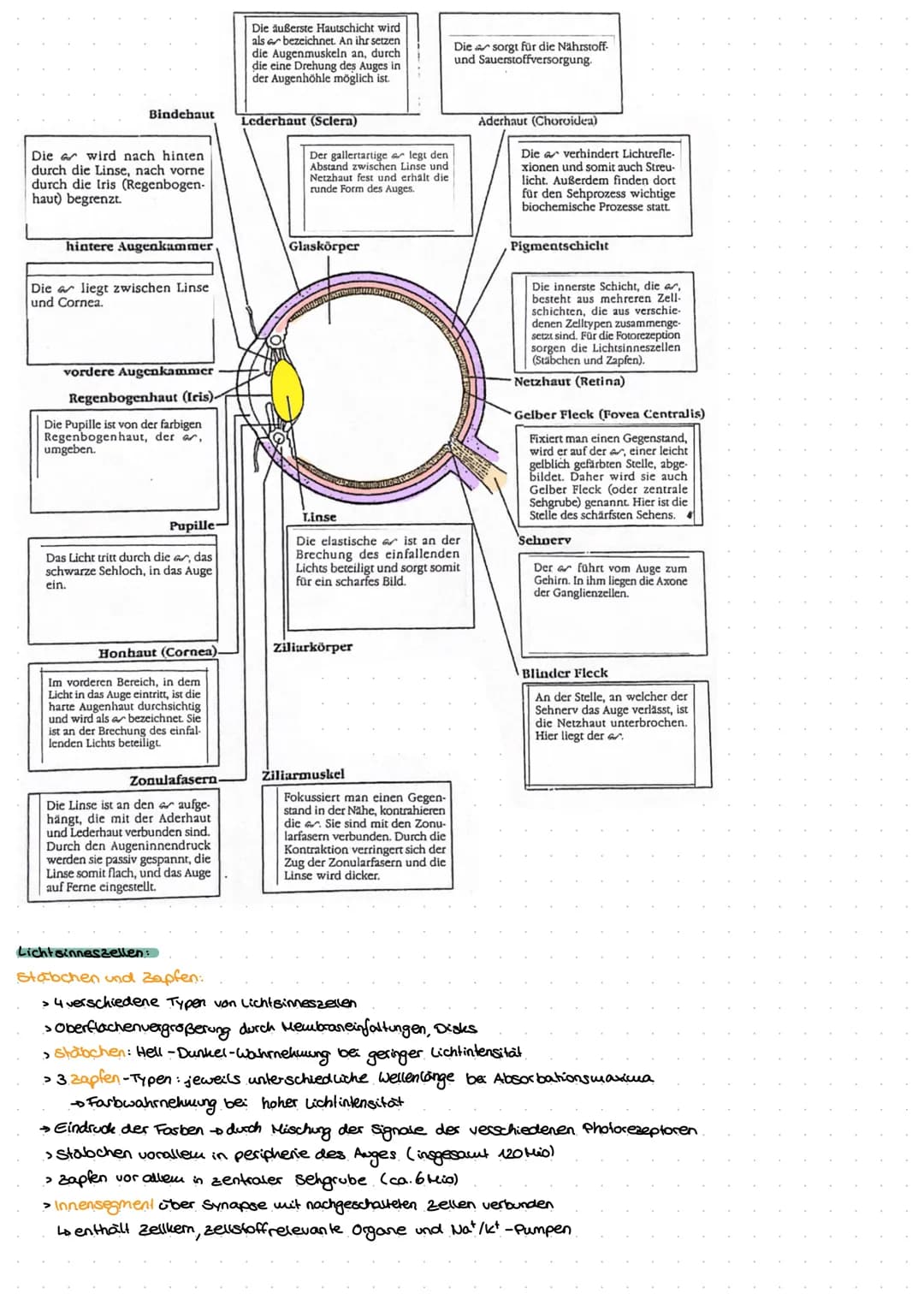 Neuro
GE
ne Exkurs: Nervensystem.
peripheres Nervensystem
Lo sensorische Nerven (affarent)
to motorische Nerven (efferent)
somatisches.
Nerv