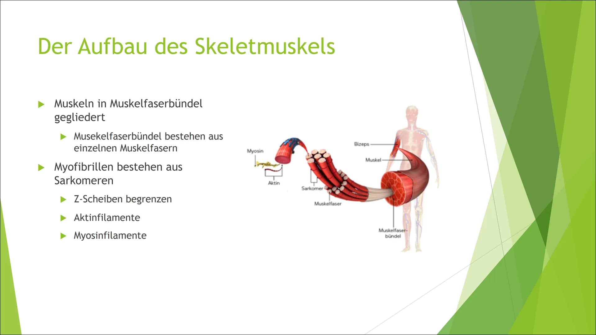 Muskelkontraktion
Von Mia Selling Der Aufbau des Skeletmuskels Der Aufbau des Skeletmuskels
Muskeln in Muskelfaserbündel
gegliedert
Musekelf