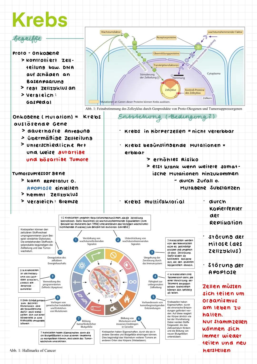 # Krebs

begriffe

Proto Onkosene

> kontrolliert zell-
teilung bzw. DNA

auf schäden an

Basenpaarung

> regt zellzyklus an

> Vergleich:

