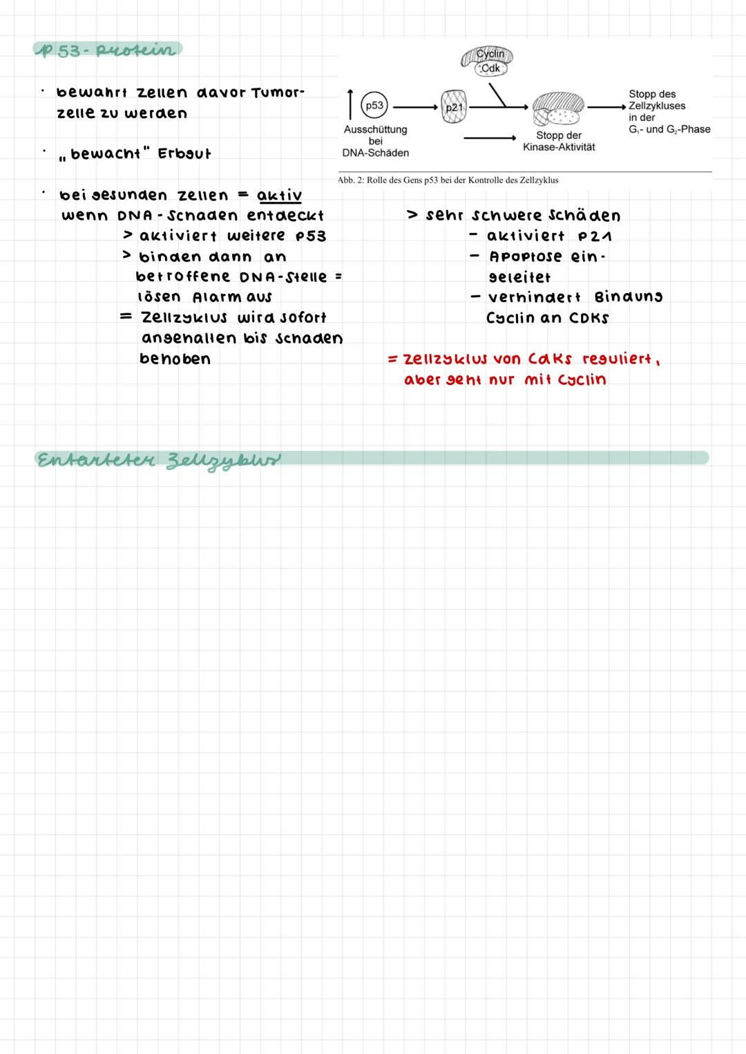 # Krebs

begriffe

Proto Onkosene

> kontrolliert zell-
teilung bzw. DNA

auf schäden an

Basenpaarung

> regt zellzyklus an

> Vergleich:

