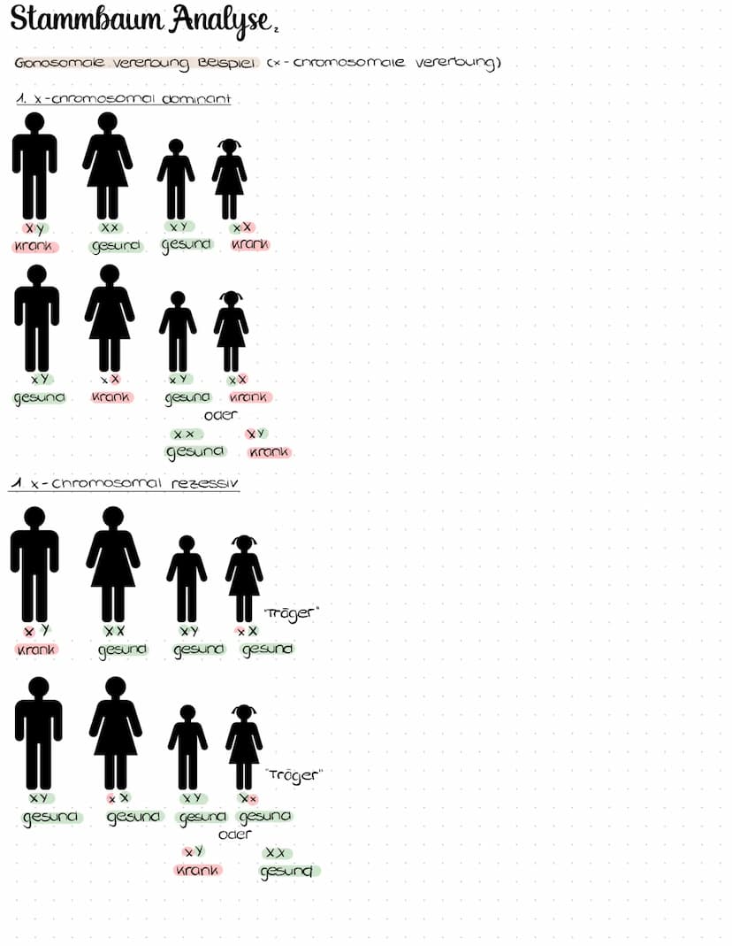 Stammbaum Analyse
was ist die Bluterkrankheit?
le auch Hamophilie A genannt
e Erberkrankung welche sich auf die Blutgeringung auswirkt
Anlag