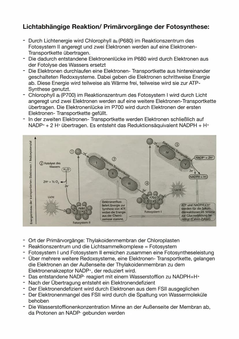 Die Dünnschichtchromatographie:
-
-
-
Chromatographie: physikalisches Trennverfahren, bei dem die Stofftrennung
auf der unterschiedlichen Ve