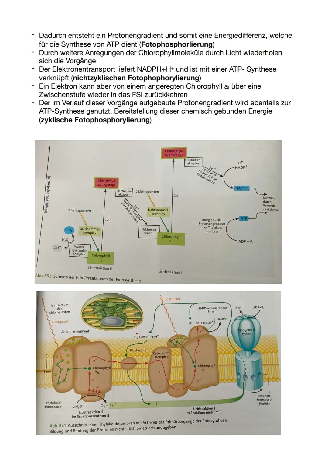 Die Dünnschichtchromatographie:
-
-
-
Chromatographie: physikalisches Trennverfahren, bei dem die Stofftrennung
auf der unterschiedlichen Ve