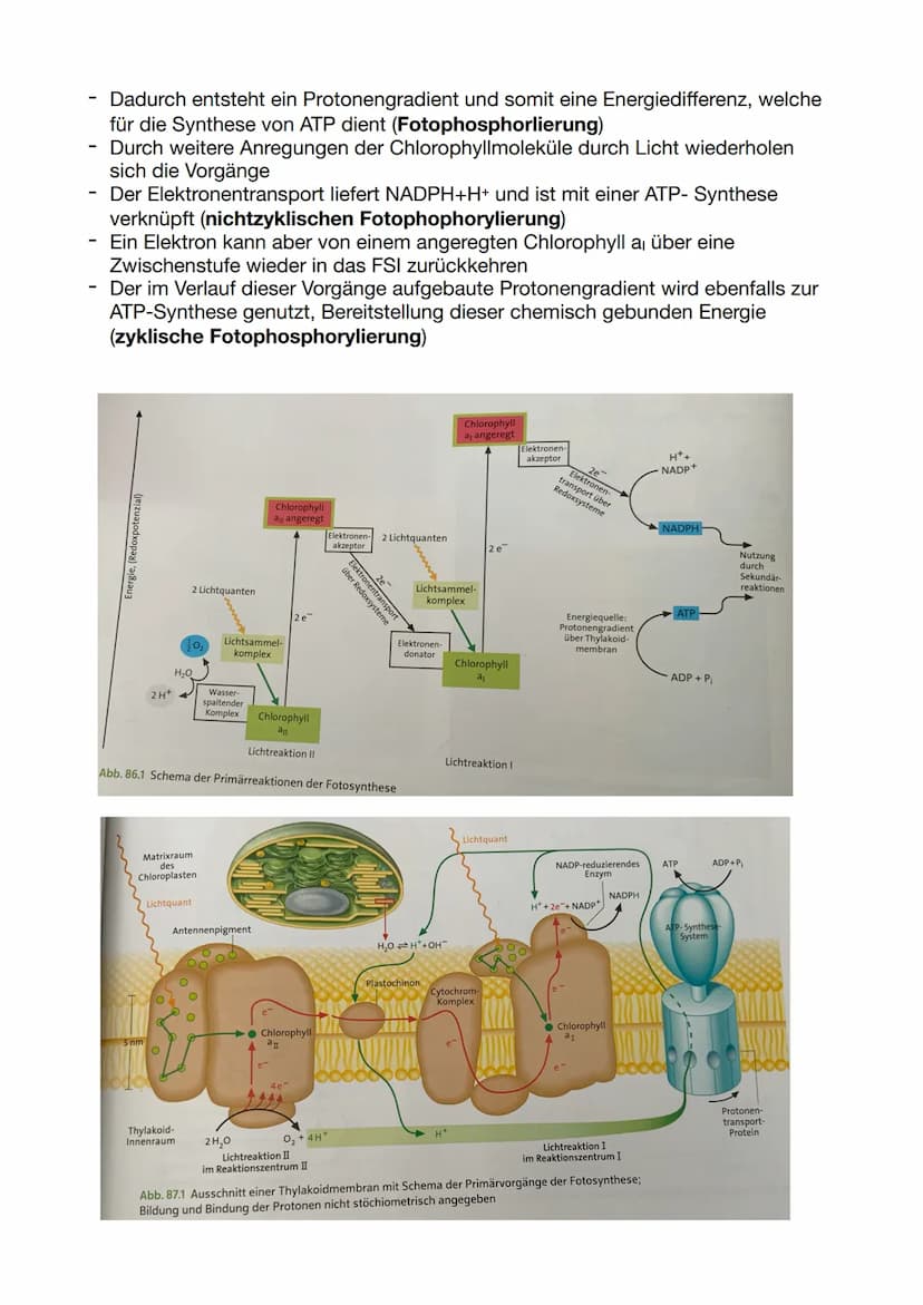 Die Dünnschichtchromatographie:
-
-
-
Chromatographie: physikalisches Trennverfahren, bei dem die Stofftrennung
auf der unterschiedlichen Ve