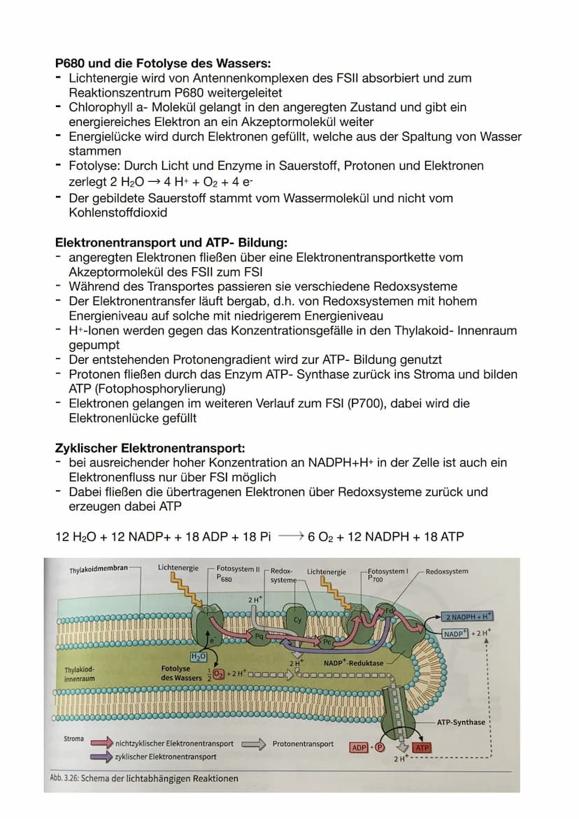 Die Dünnschichtchromatographie:
-
-
-
Chromatographie: physikalisches Trennverfahren, bei dem die Stofftrennung
auf der unterschiedlichen Ve