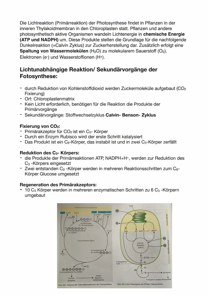 Die Dünnschichtchromatographie:
-
-
-
Chromatographie: physikalisches Trennverfahren, bei dem die Stofftrennung
auf der unterschiedlichen Ve