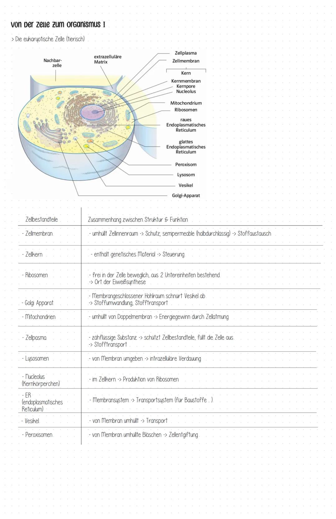 von Der zelle zum organismus I
> Die eukaryotische Zelle (tierisch)
Zellbestandteile
Nachbar-
zelle
- Zellmembran.
- Zellkern
Ribosomen
- Go