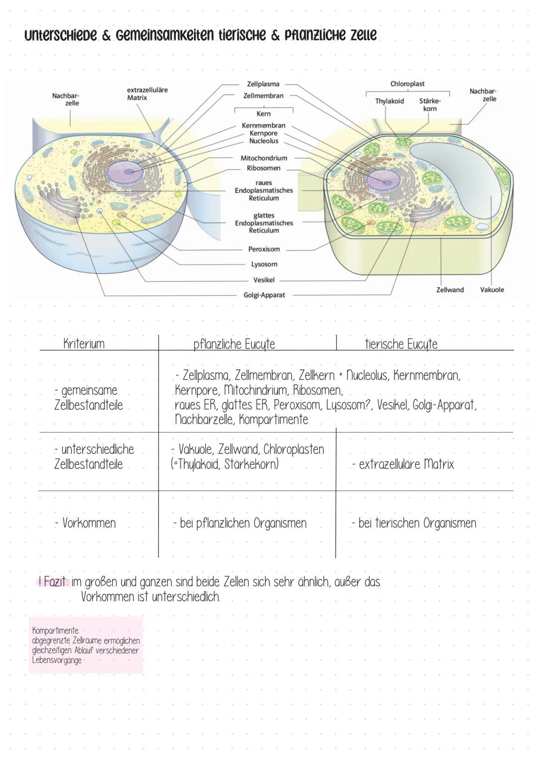 von Der zelle zum organismus I
> Die eukaryotische Zelle (tierisch)
Zellbestandteile
Nachbar-
zelle
- Zellmembran.
- Zellkern
Ribosomen
- Go