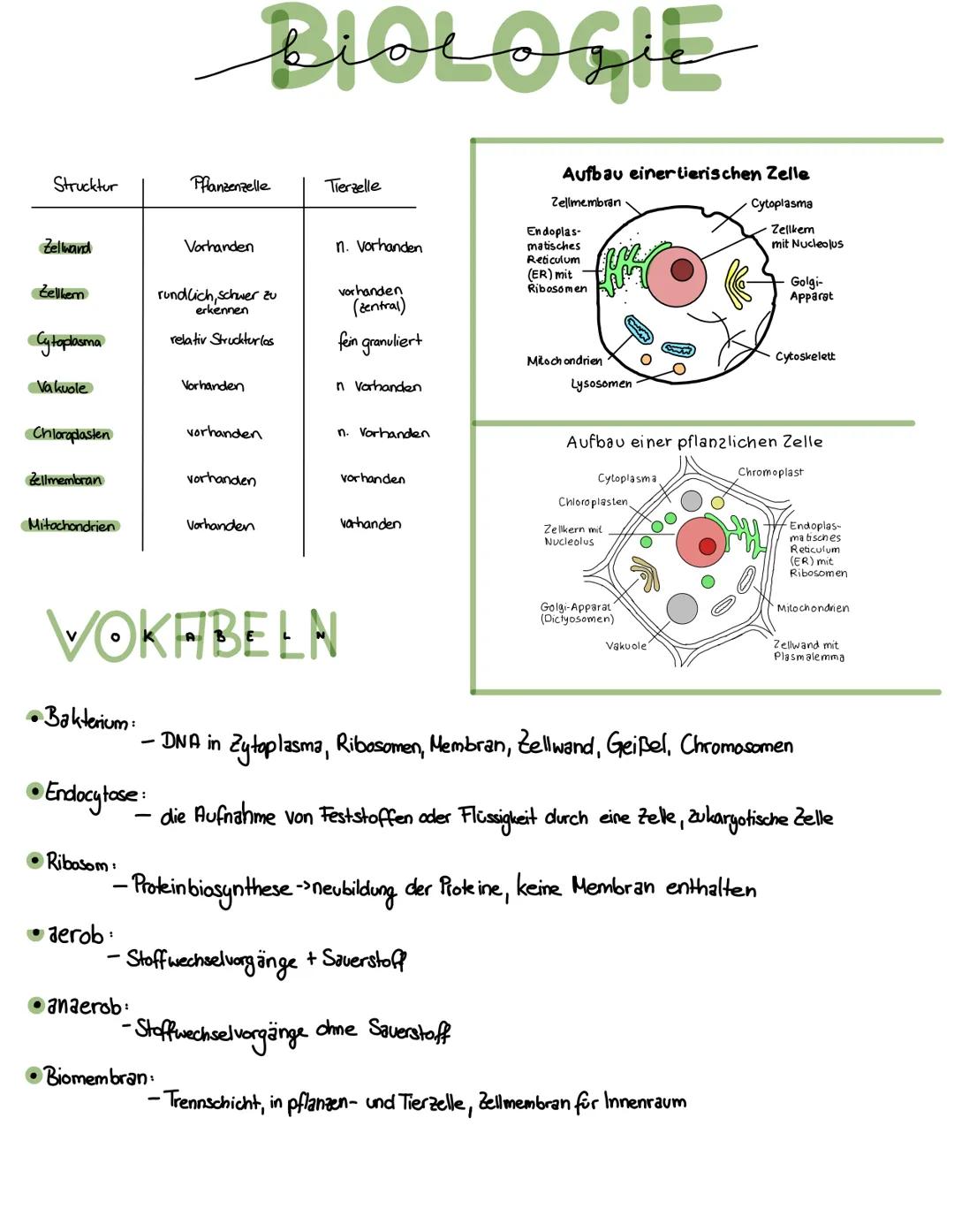 Strucktur
Zellwand
Zellker
Cytoplasma
Vakuole
Chloroplasten
Zellmembran
Mitochondrien
•Bakterium:
• Endocytose
Ribosom:
aerob
BIOLOGIE
Pflan