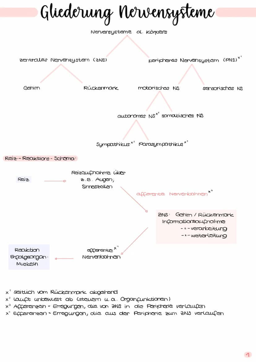 Verrechnung
• mehrere gleichzeitig eintreffende unterschwellige Erregungen an verschiedonan
bendriten / Stellen am Dendrit
räumliche Summati