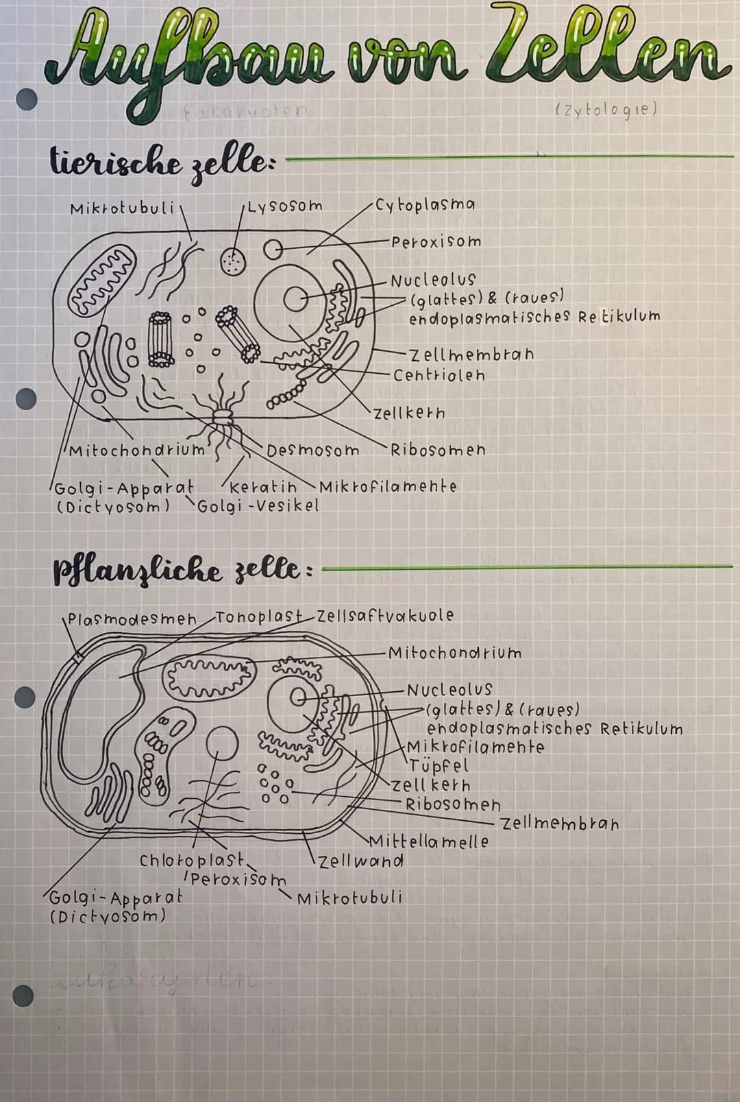 
<h2 id="tierischezelle">Tierische Zelle</h2>
<p>Die tierische Zelle besteht aus verschiedenen Zellorganellen mit spezifischen Funktionen. Z