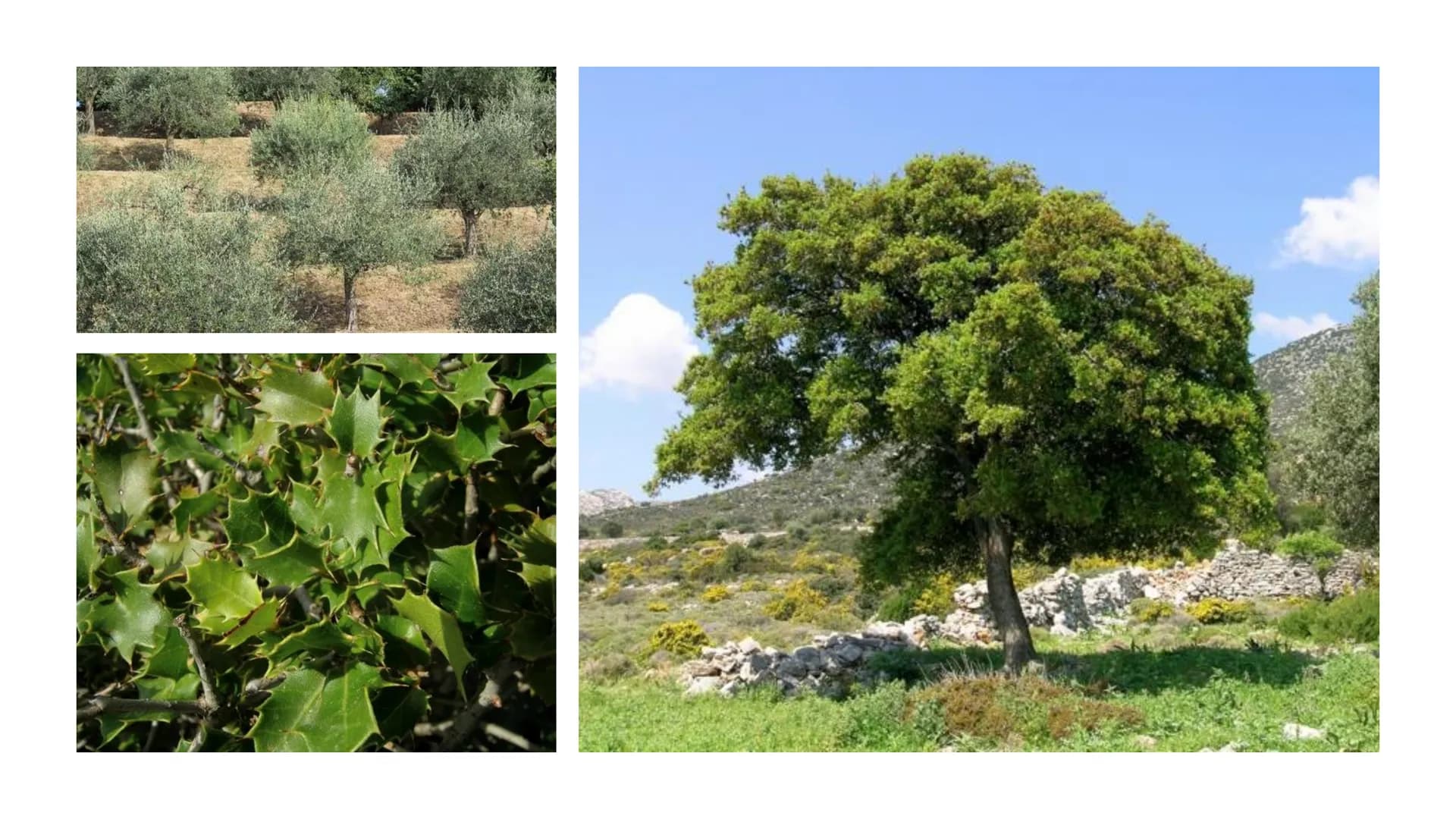 5.Vegetationszone
Hartlaubgehölze Inhaltverzeichnis:
Wichtige Informationen
• Klima in Spanien
●
Wasserverteilung Spaniens
• Gründe der Wass