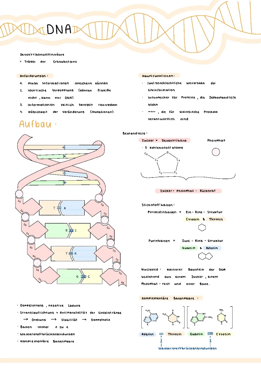 DNA & RNA einfach erklärt: Aufbau, Funktion und Unterschiede