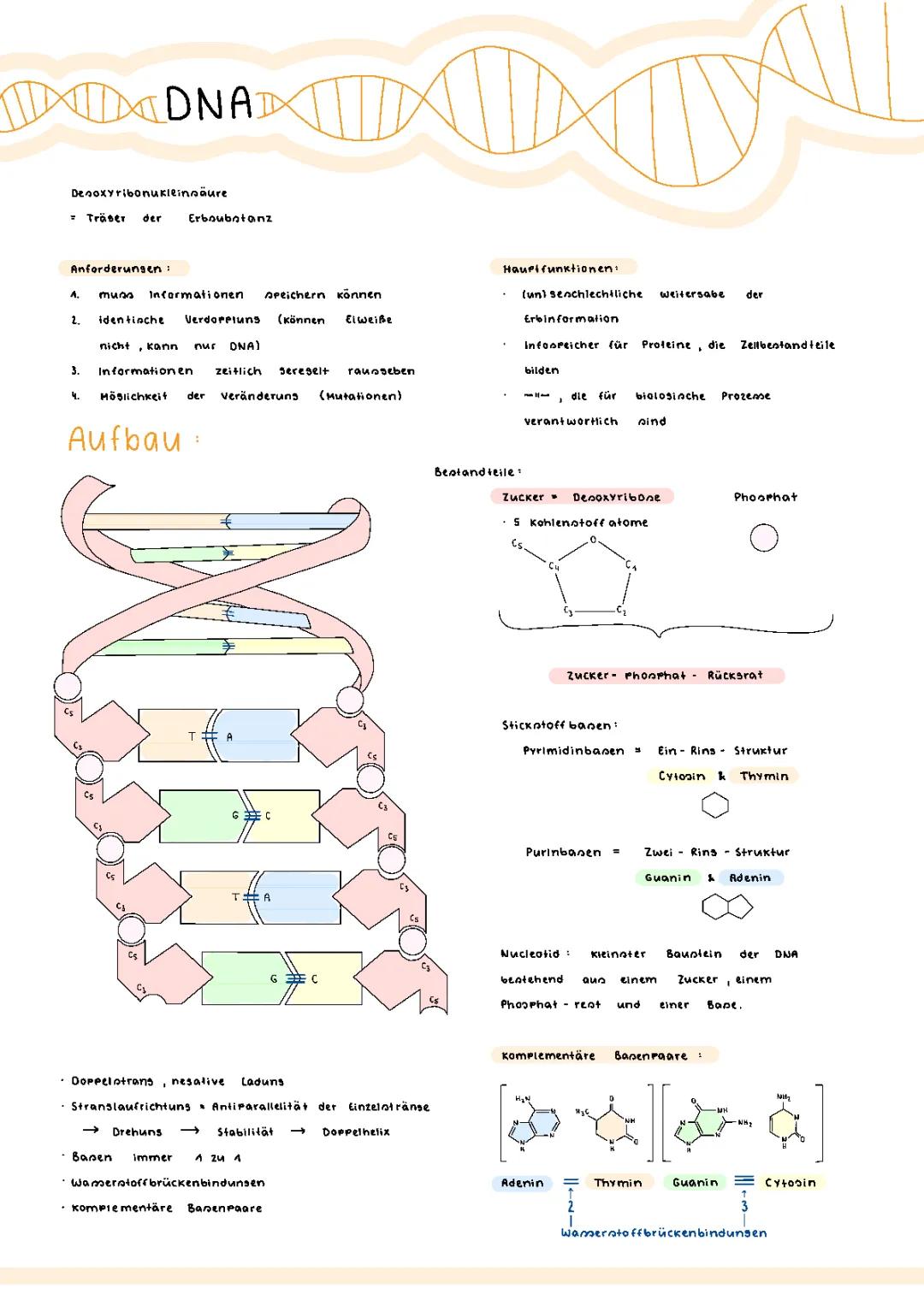 DNA & RNA einfach erklärt: Aufbau, Funktion und Unterschiede