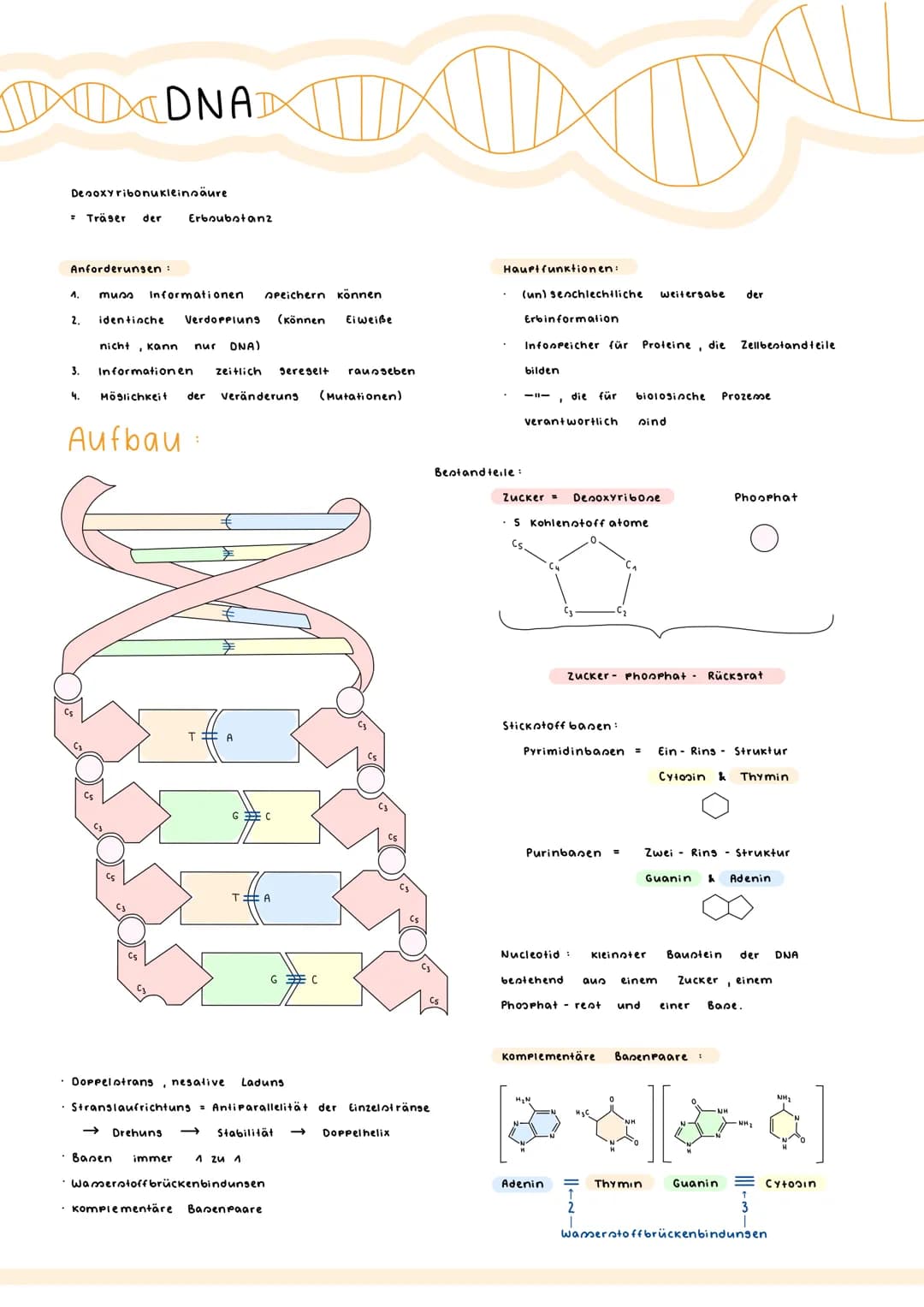 Denoxyribonukleinsäure
DNAD
= Träser der Erboubstanz
Anforderungen:
1. muss Informationen Apeichern können
2 identinche Verdoppluns (können 