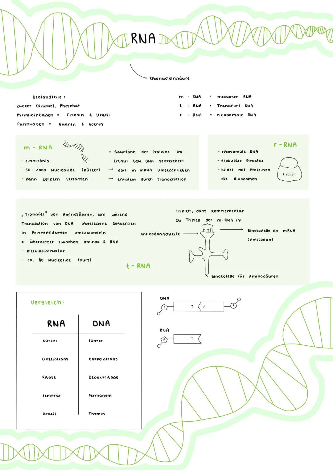 Denoxyribonukleinsäure
DNAD
= Träser der Erboubstanz
Anforderungen:
1. muss Informationen Apeichern können
2 identinche Verdoppluns (können 