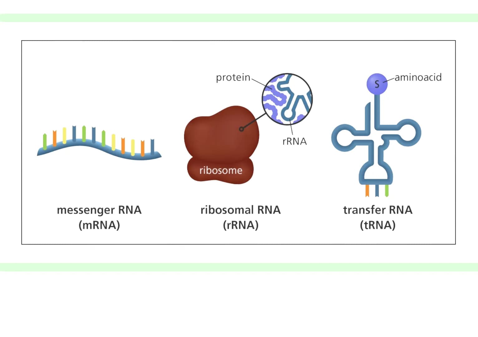 Denoxyribonukleinsäure
DNAD
= Träser der Erboubstanz
Anforderungen:
1. muss Informationen Apeichern können
2 identinche Verdoppluns (können 