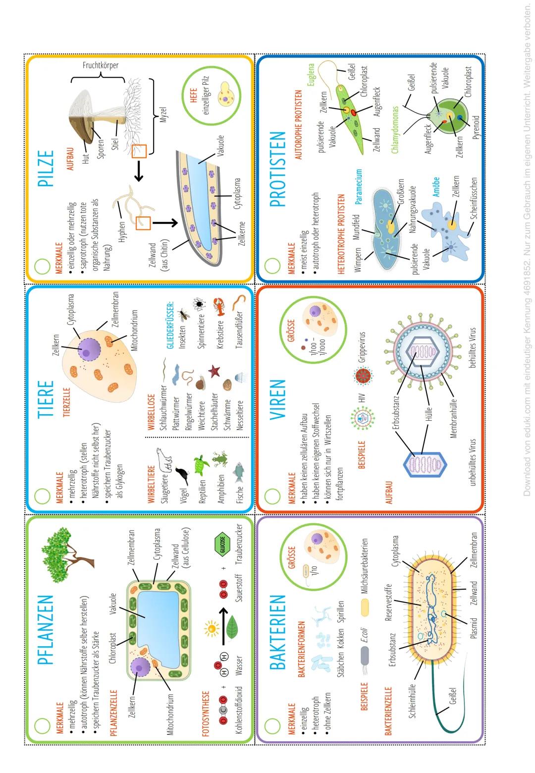 Biologie 11
Arbeitsblatt: Die Kennzeichen der Lebewesen
Die Systematik der Lebewesen
Die Systematik arbeitet heute meist mit der unten abgeb