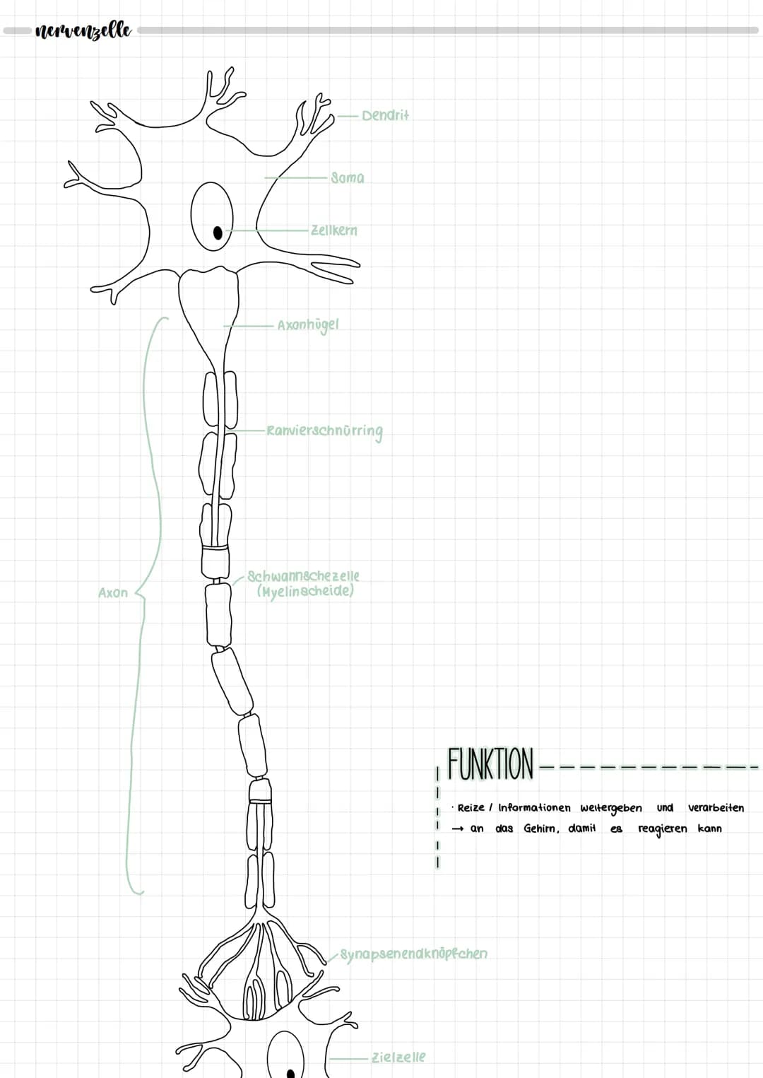 NEURORIOLOGIE
neurobiologie
nervensystem
zentrales Nervensystem
IT
Gehirn
Rückenmark
peripheres Nervensystem
motorische Neuronen
(efferente)
