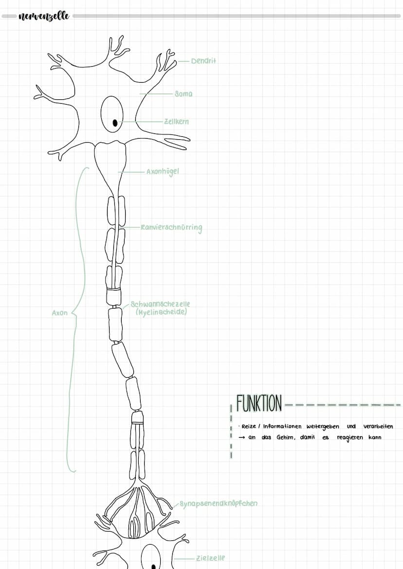 NEURORIOLOGIE
neurobiologie
nervensystem
zentrales Nervensystem
IT
Gehirn
Rückenmark
peripheres Nervensystem
motorische Neuronen
(efferente)