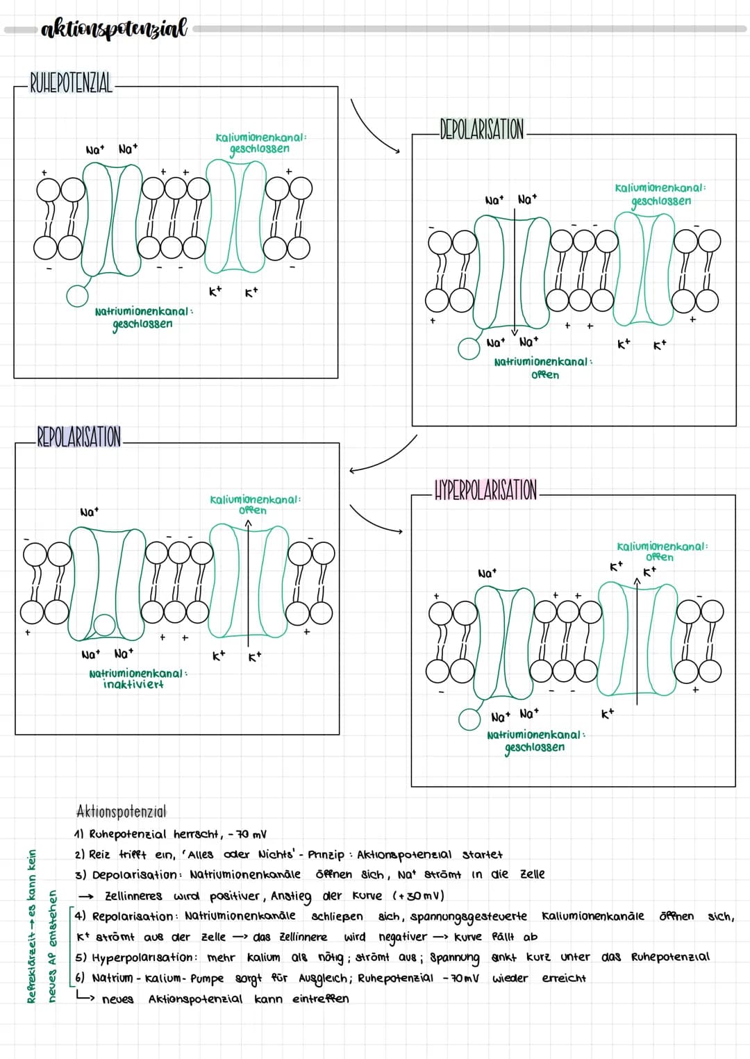 NEURORIOLOGIE
neurobiologie
nervensystem
zentrales Nervensystem
IT
Gehirn
Rückenmark
peripheres Nervensystem
motorische Neuronen
(efferente)
