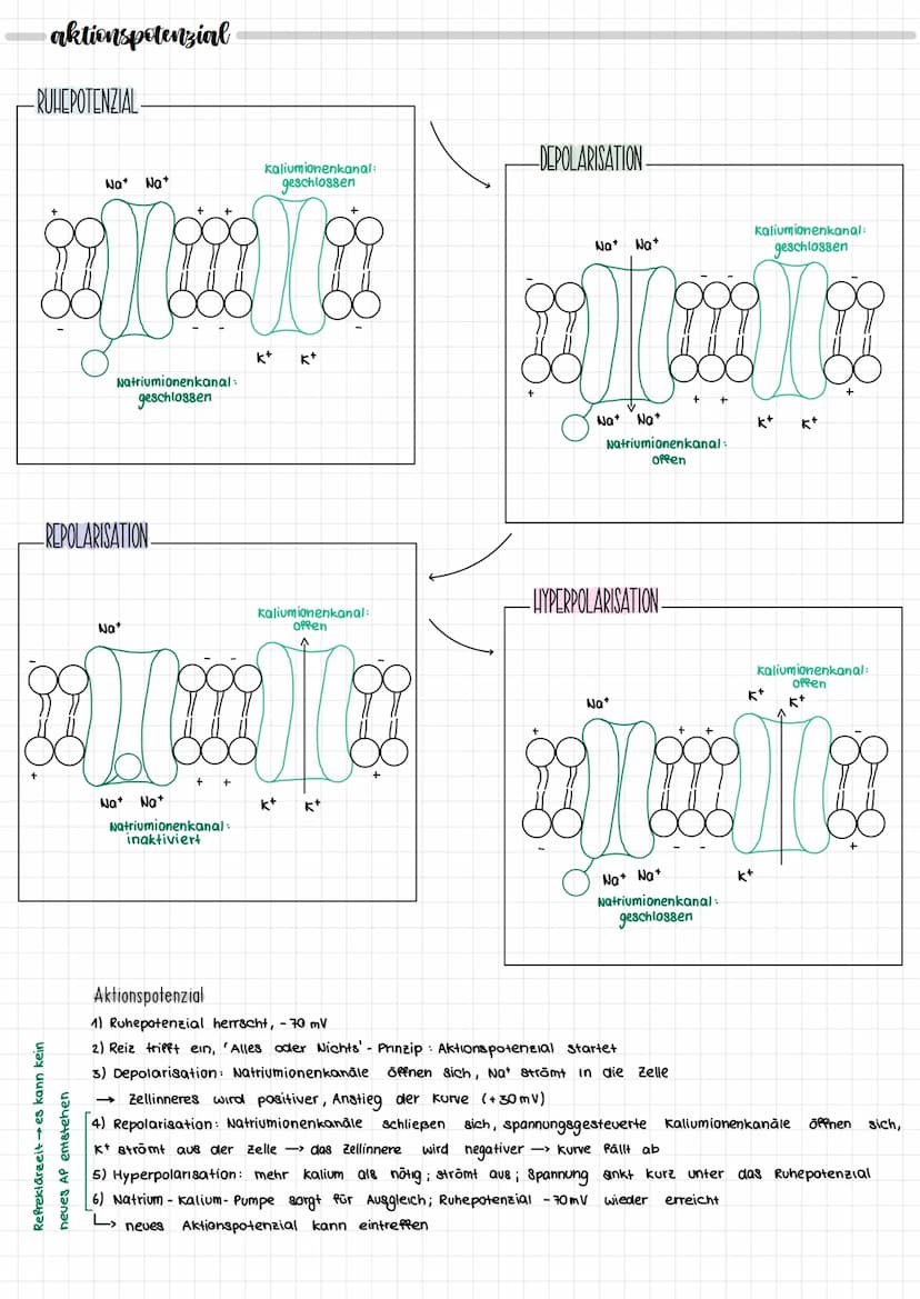 NEURORIOLOGIE
neurobiologie
nervensystem
zentrales Nervensystem
IT
Gehirn
Rückenmark
peripheres Nervensystem
motorische Neuronen
(efferente)